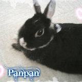 Panpan