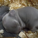 bébé lapinou 
