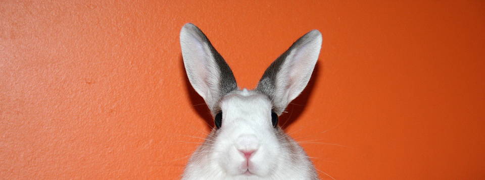 Lou