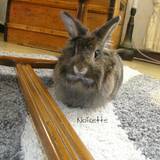 Noisette