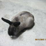 Choupi