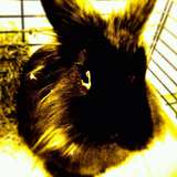 Loulou
