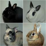 Mes Pinous