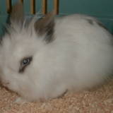 Bugs bunny