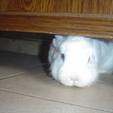 chouchou