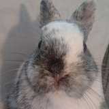 Lila