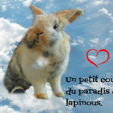 Les animaux au paradis, RIP 