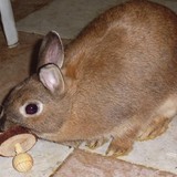 Vanille