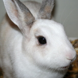 Lou