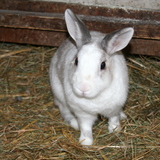 Lou