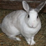 Lou