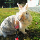 R I P Noisette 