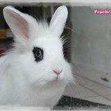  ♡ Pepette  ♡