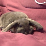 sweety