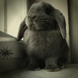 ⊰ Zeℓda ღ ⊱