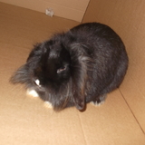 Poupette