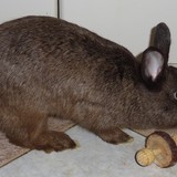 Réglisse