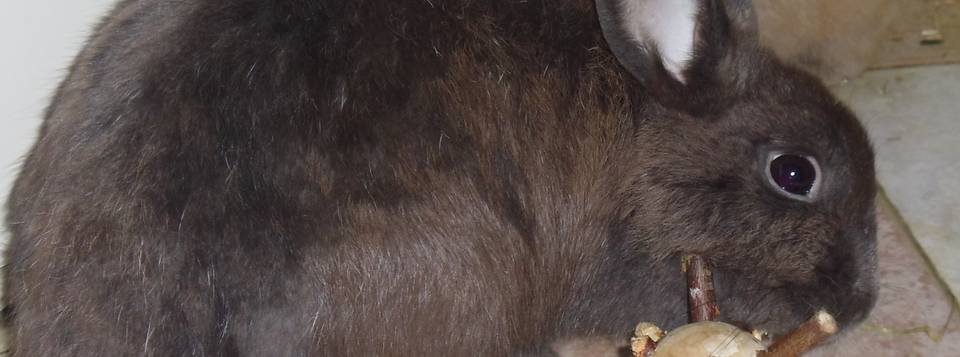 Perle 