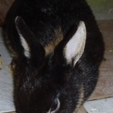 Pistache