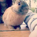 Léna ღ
