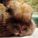 Les psychos-rabbits ღ