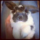 Rufus Moustache
