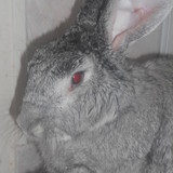 Lapinette