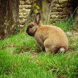 lapin de nature :D&hearts;