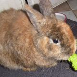 Cookie