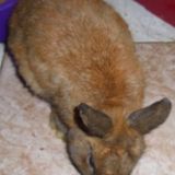 Caramel