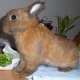 Caramel