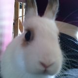 Panpan - Roucmoute
