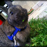 Pixou ♂