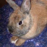 poupy