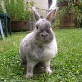 Flocon ღ