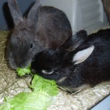 Perle & Pistache