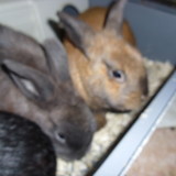 Perle & Noisette 