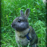 Pixou ♂