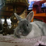 Flocon ღ