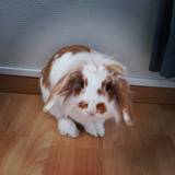Mason