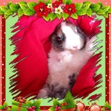 Mignon
