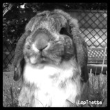 Lapinette