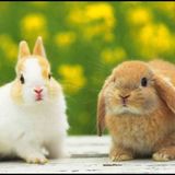 The rabbit team