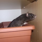 Naïa