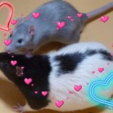 Filou et Pépin