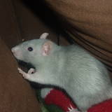 Lili
