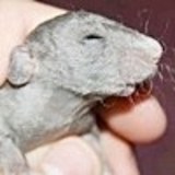 WE ♥ RATS