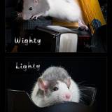 Wighty et Lighty