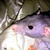Ina  ✩ 