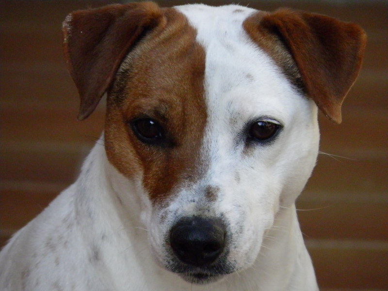 Yummypets Annonces d'animaux gratuites